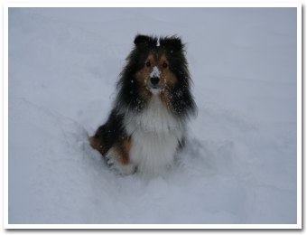 ¥ô¥£¥ª¥é¤âÀã¤Þ¤ß¤ì